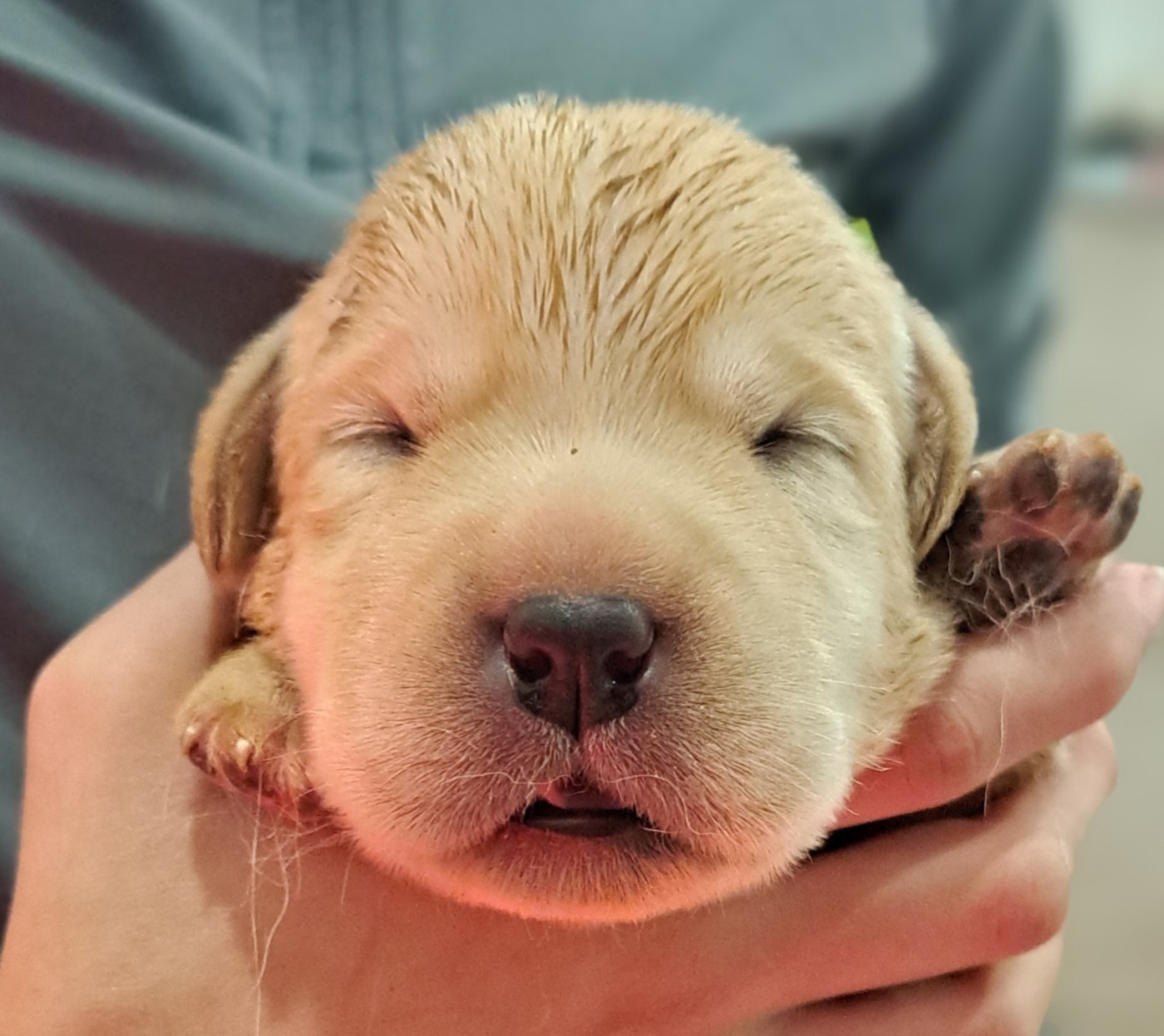 of Mayajoe's Dreams - Chiots disponibles - Labrador Retriever