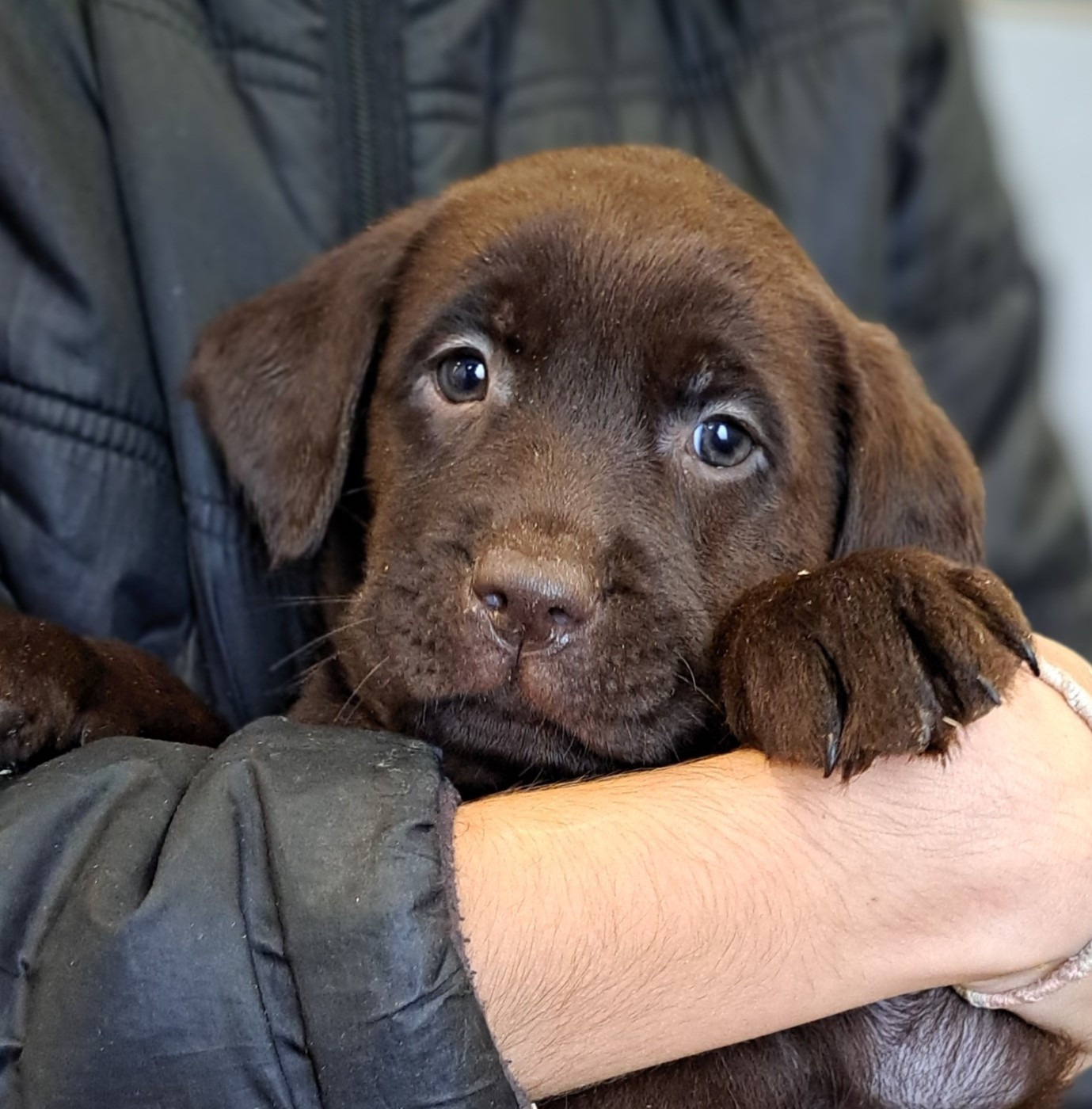 of Mayajoe's Dreams - Chiots disponibles - Labrador Retriever