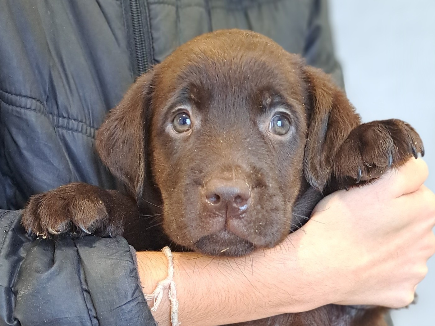 of Mayajoe's Dreams - Chiots disponibles - Labrador Retriever