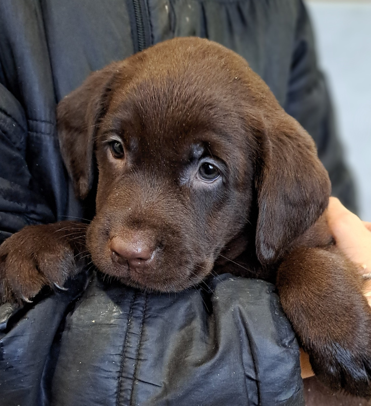 of Mayajoe's Dreams - Chiots disponibles - Labrador Retriever