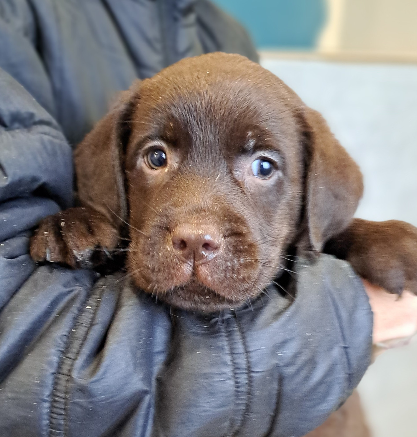 of Mayajoe's Dreams - Chiots disponibles - Labrador Retriever