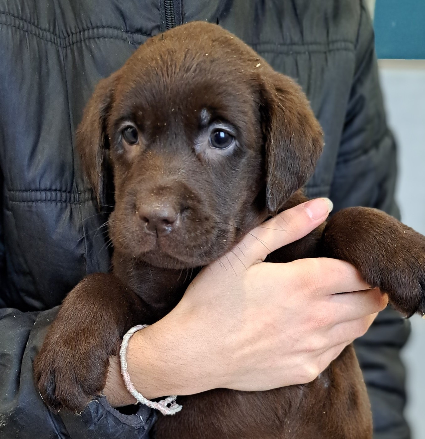 of Mayajoe's Dreams - Chiots disponibles - Labrador Retriever