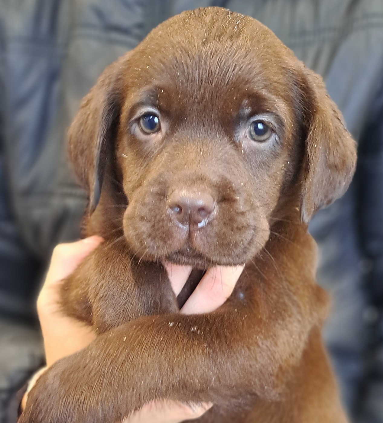 of Mayajoe's Dreams - Chiots disponibles - Labrador Retriever