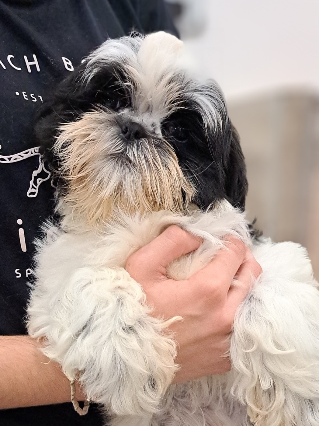 of Mayajoe's Dreams - Chiots disponibles - Shih Tzu