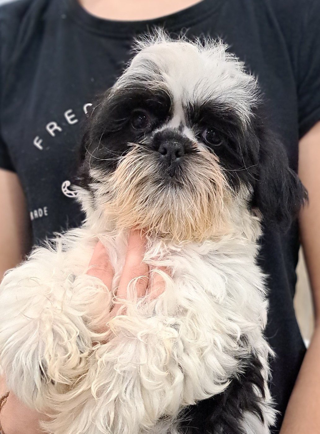 of Mayajoe's Dreams - Chiots disponibles - Shih Tzu