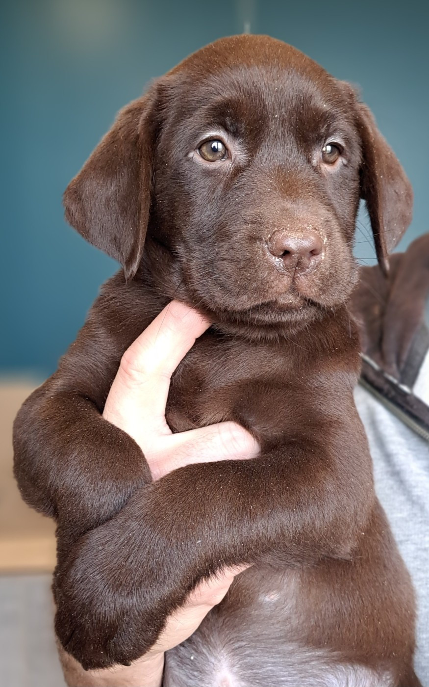 of Mayajoe's Dreams - Chiots disponibles - Labrador Retriever