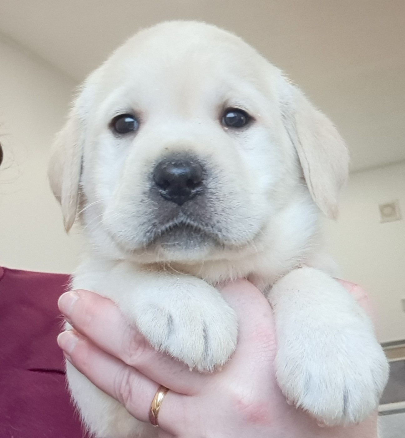 of Mayajoe's Dreams - Chiots disponibles - Labrador Retriever