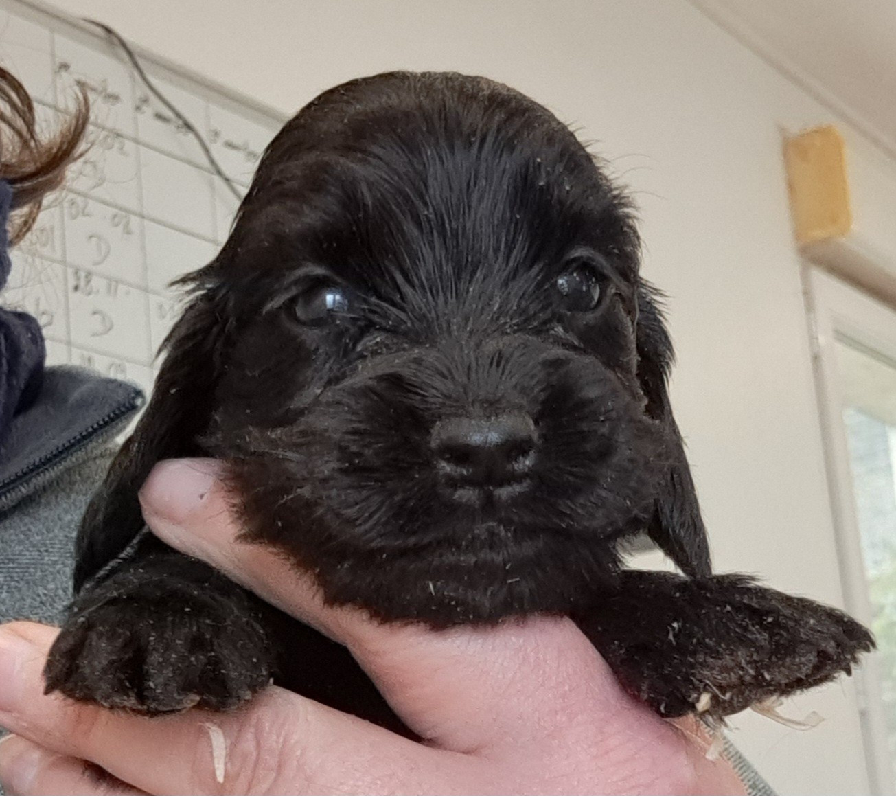 of Mayajoe's Dreams - Chiots disponibles - Cocker Spaniel Anglais