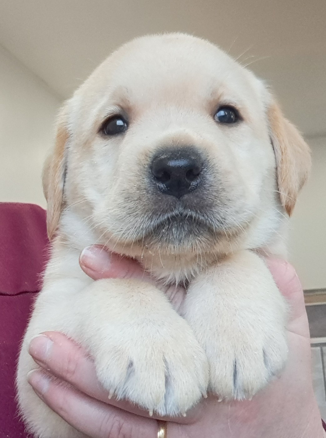 of Mayajoe's Dreams - Chiots disponibles - Labrador Retriever