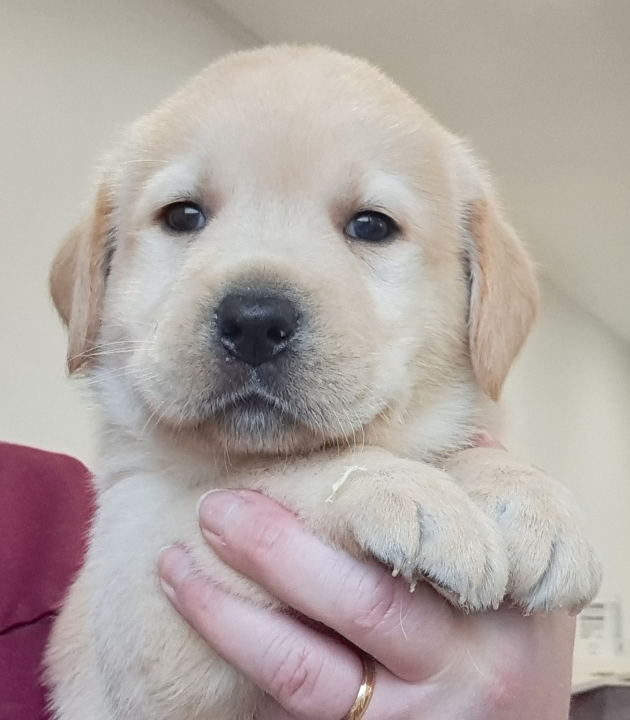 of Mayajoe's Dreams - Chiots disponibles - Labrador Retriever