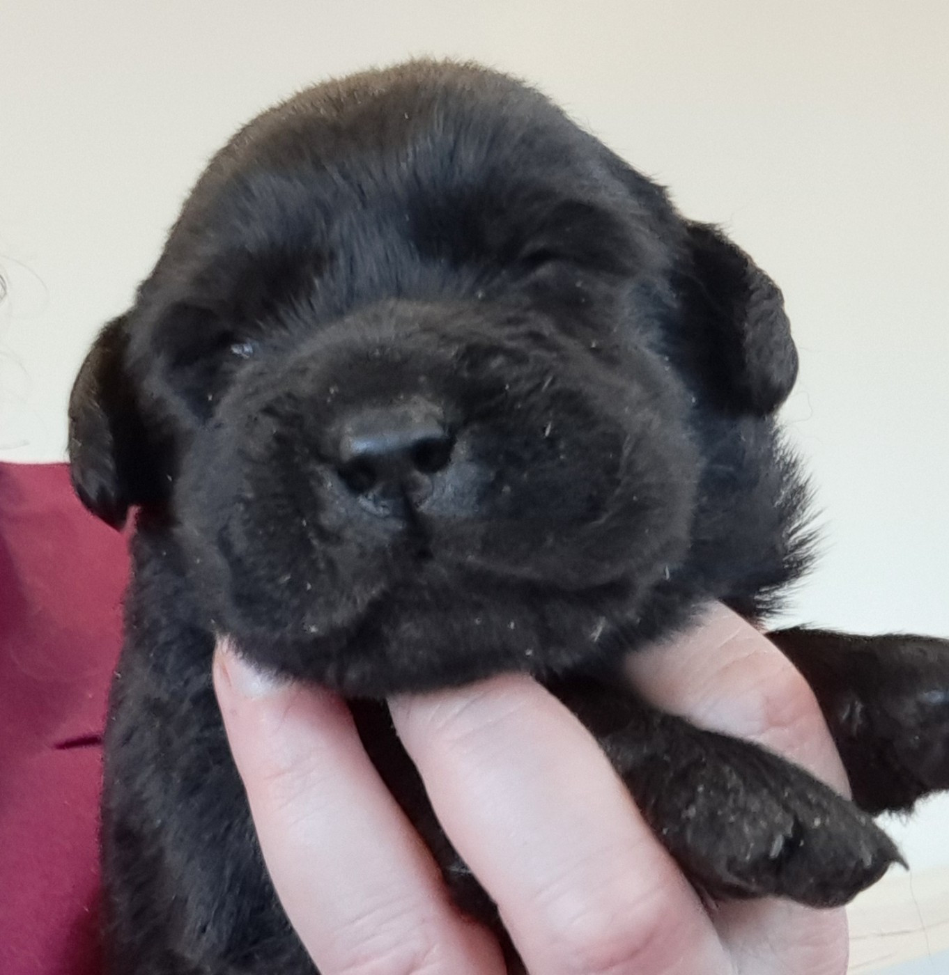 of Mayajoe's Dreams - Chiots disponibles - Labrador Retriever