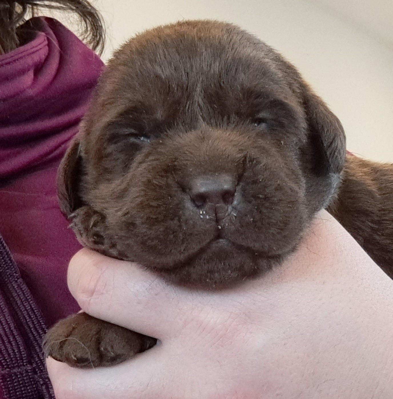 of Mayajoe's Dreams - Chiots disponibles - Labrador Retriever
