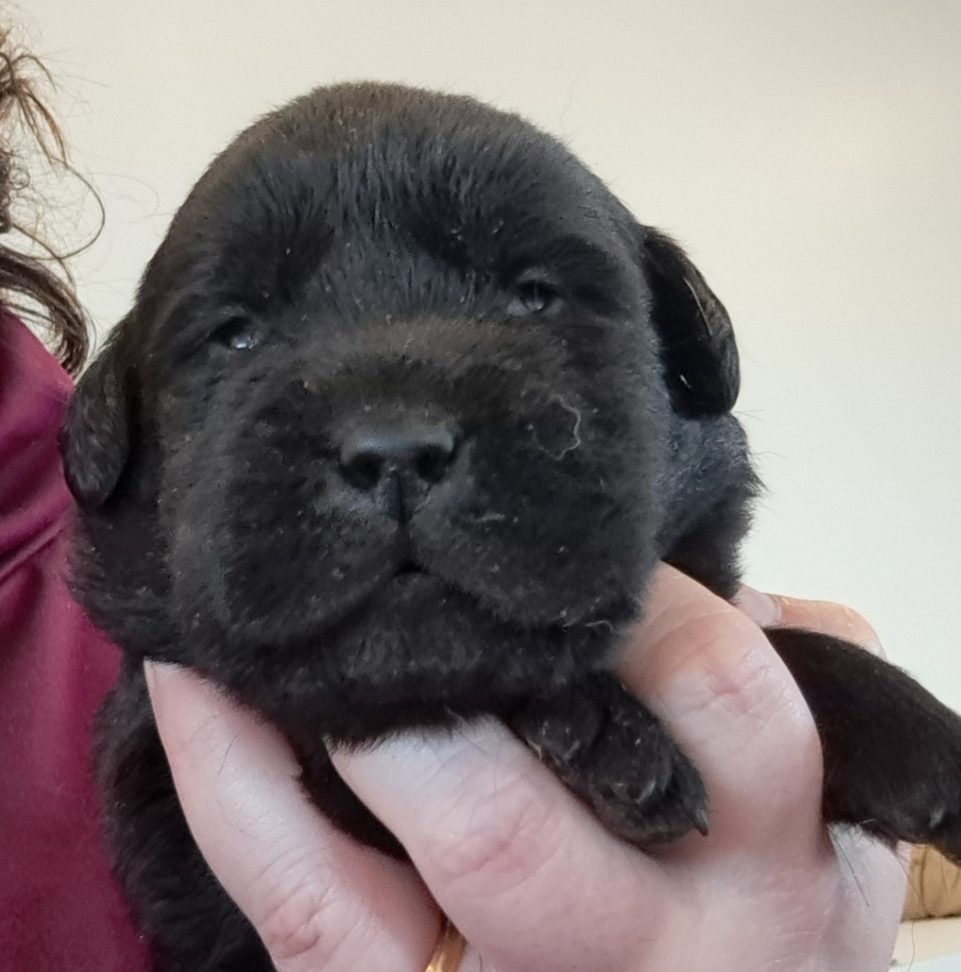 of Mayajoe's Dreams - Chiots disponibles - Labrador Retriever