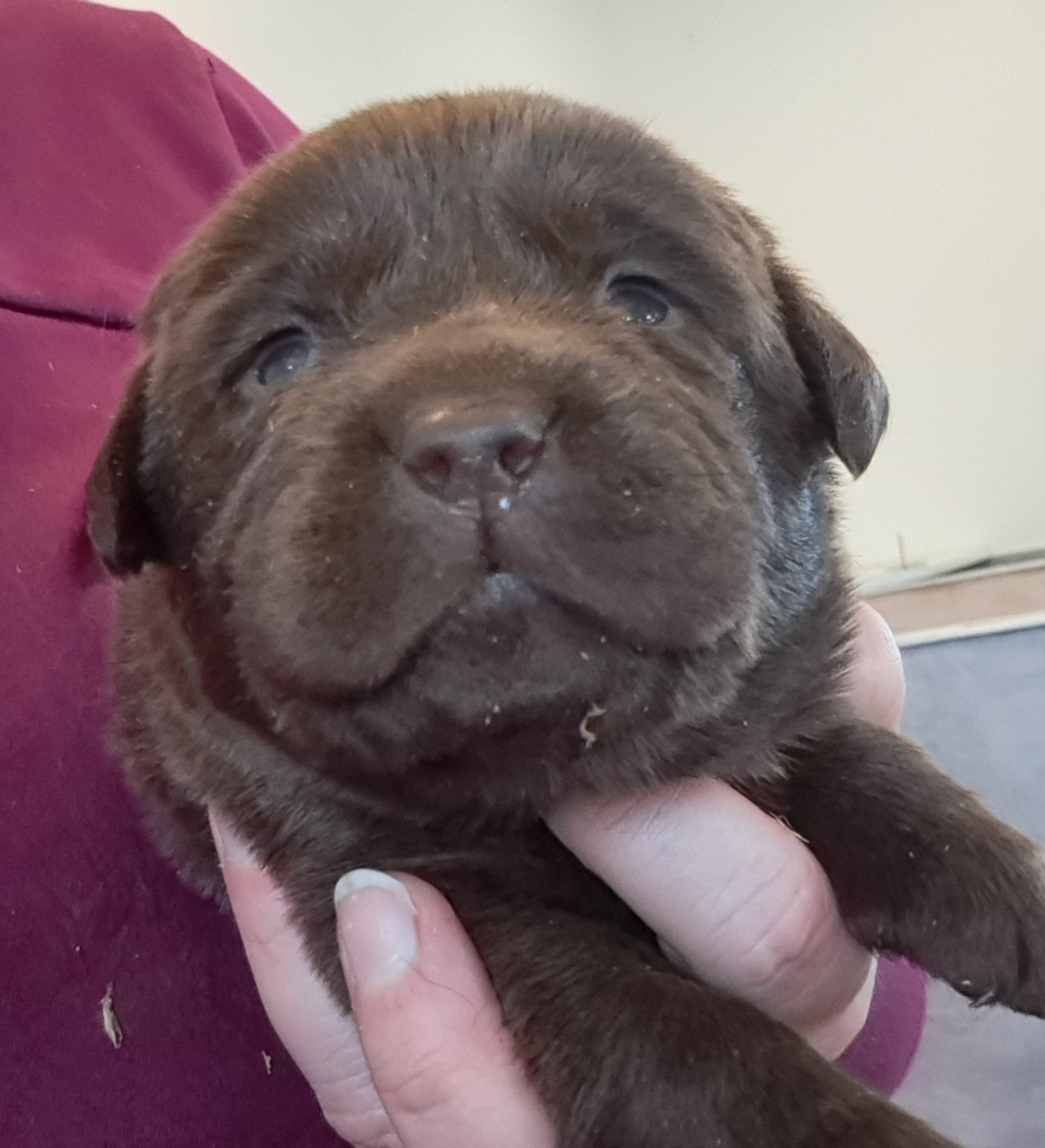 of Mayajoe's Dreams - Chiots disponibles - Labrador Retriever