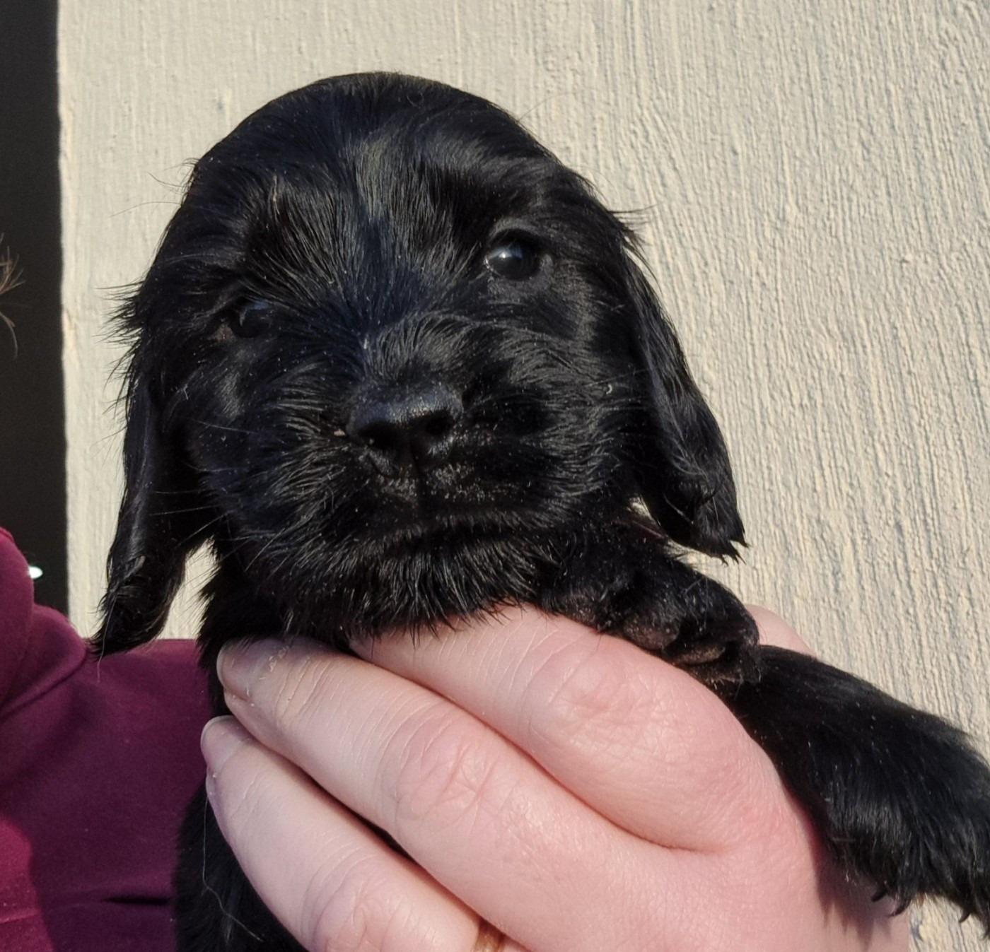 of Mayajoe's Dreams - Chiots disponibles - Cocker Spaniel Anglais