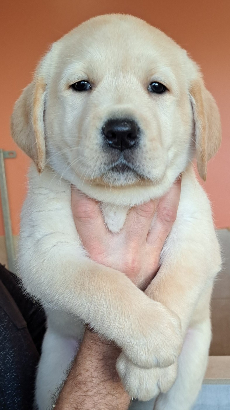 of Mayajoe's Dreams - Chiots disponibles - Labrador Retriever