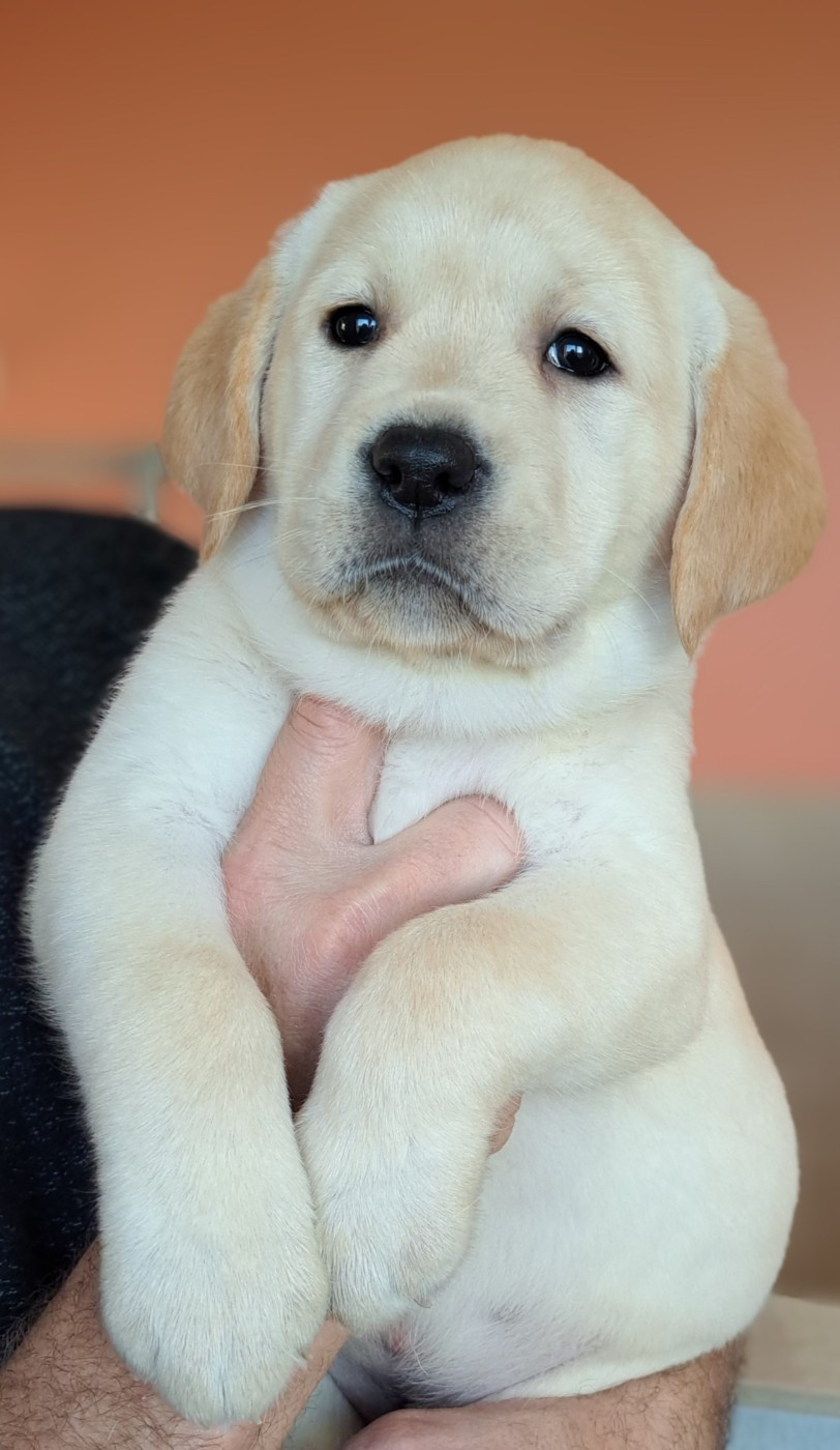 of Mayajoe's Dreams - Labrador Retriever - Portée née le 17/01/2026