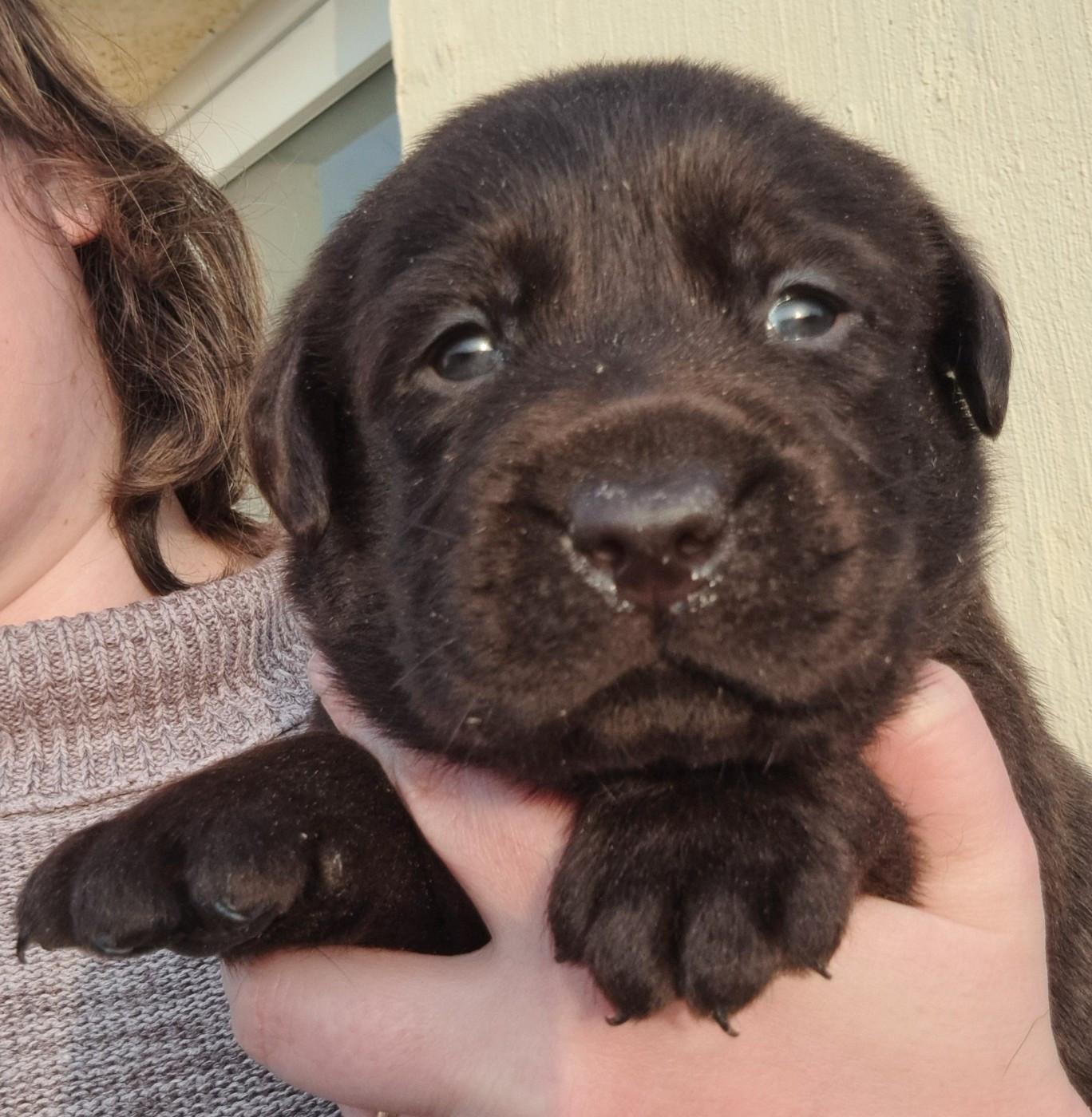 of Mayajoe's Dreams - Chiots disponibles - Labrador Retriever