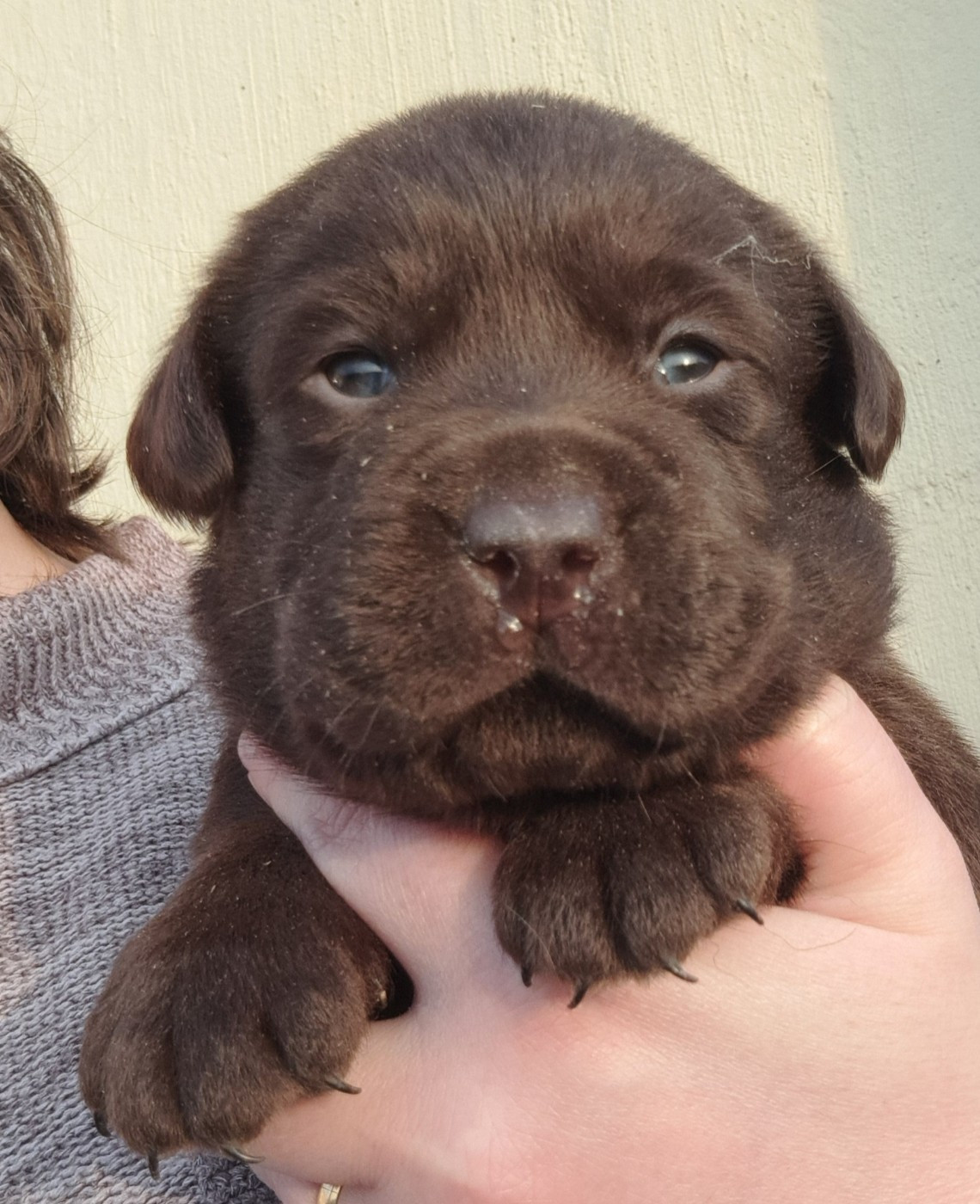of Mayajoe's Dreams - Chiots disponibles - Labrador Retriever