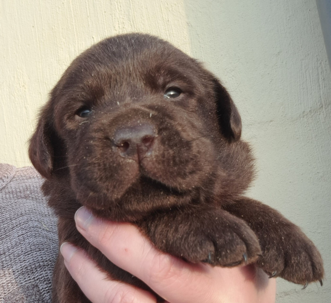 of Mayajoe's Dreams - Chiots disponibles - Labrador Retriever