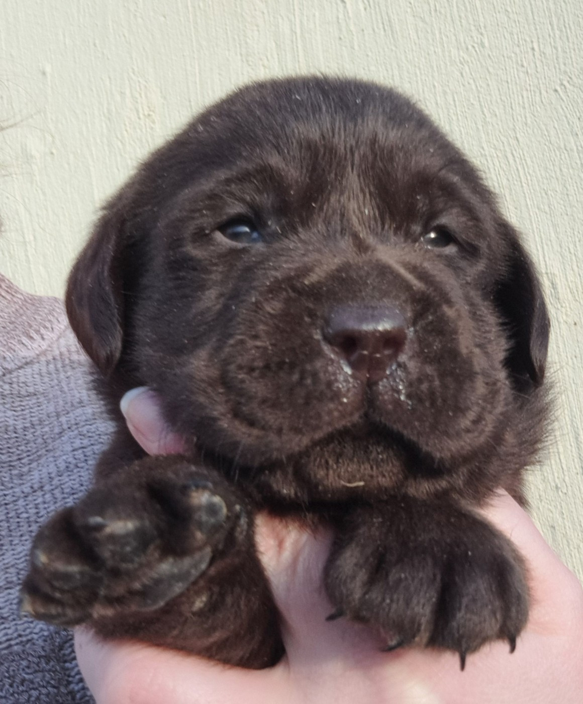 of Mayajoe's Dreams - Chiots disponibles - Labrador Retriever