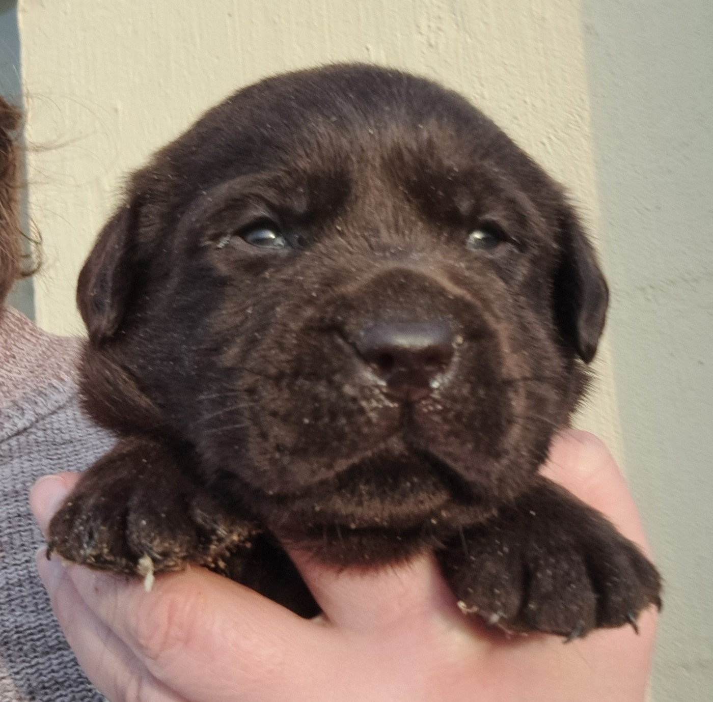 of Mayajoe's Dreams - Chiots disponibles - Labrador Retriever