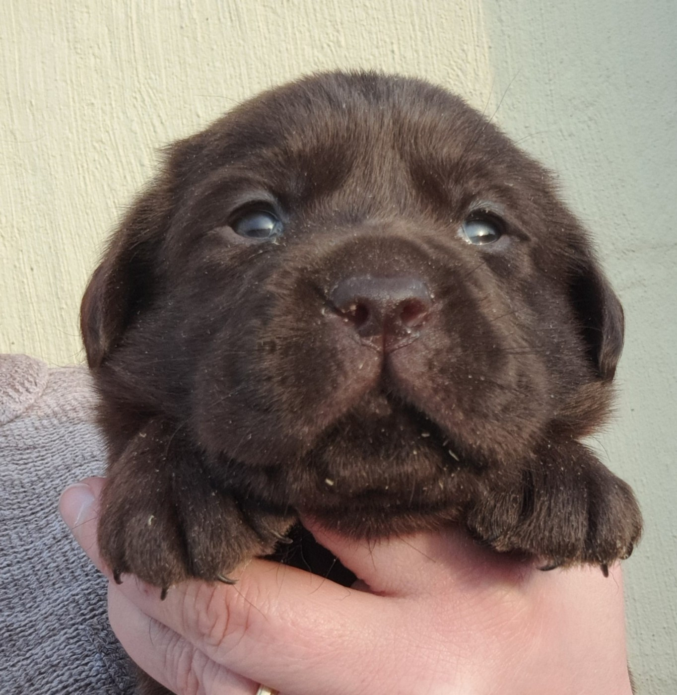 of Mayajoe's Dreams - Chiots disponibles - Labrador Retriever