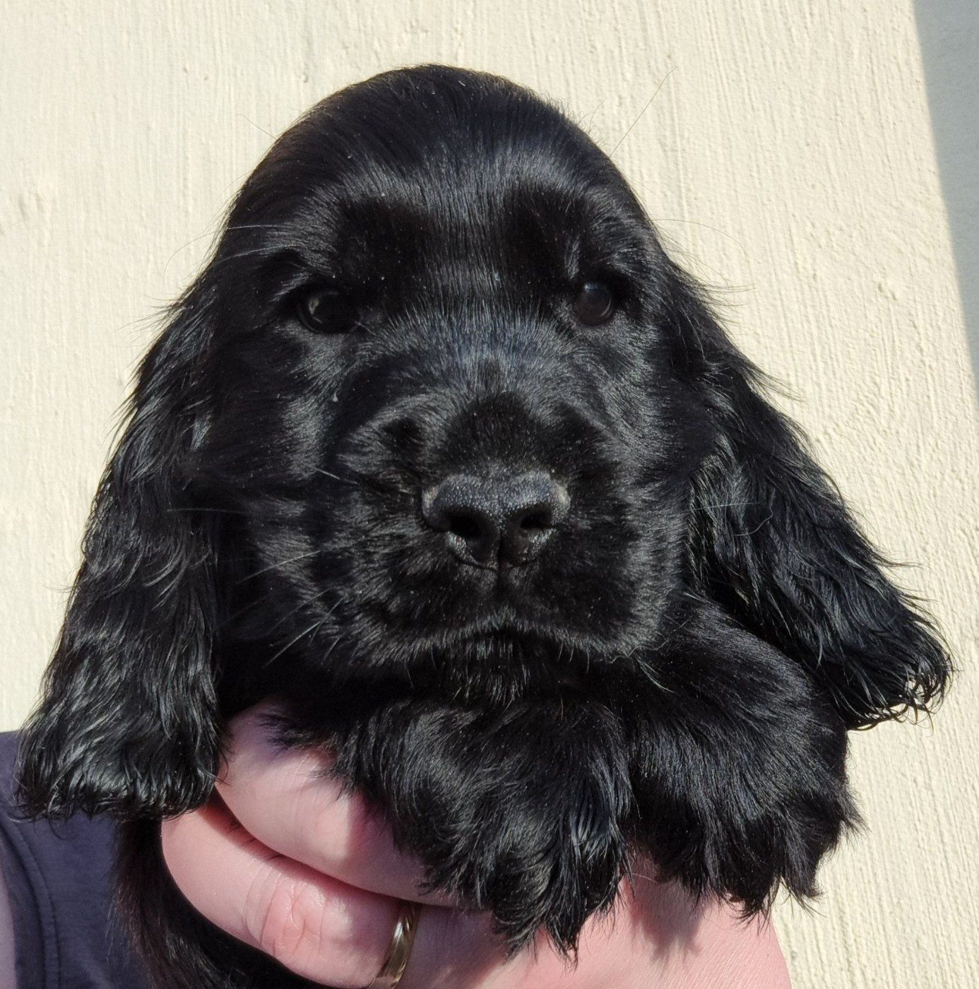 of Mayajoe's Dreams - Cocker Spaniel Anglais - Portée née le 21/01/2026