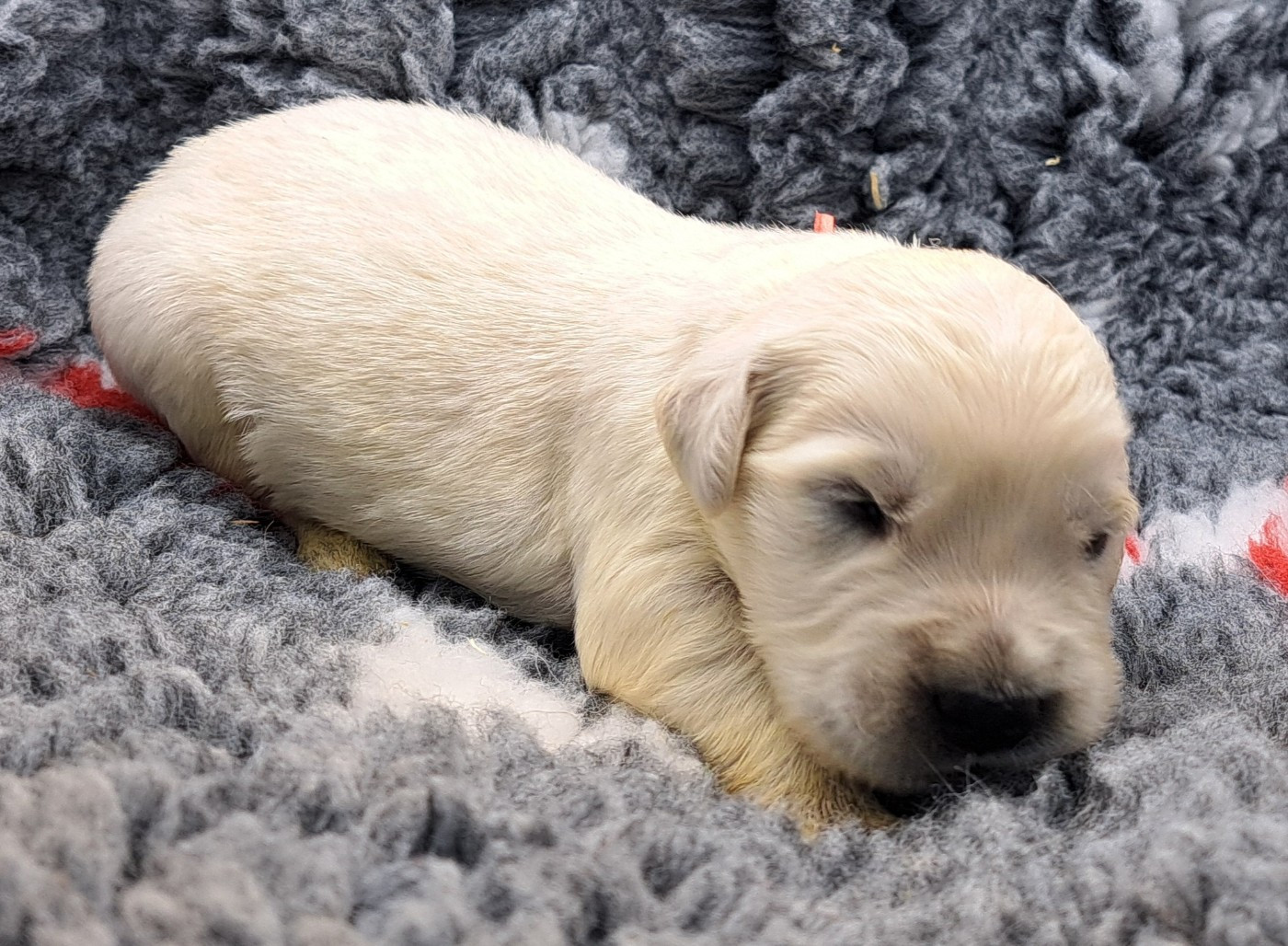 of Mayajoe's Dreams - Chiots disponibles - Golden Retriever