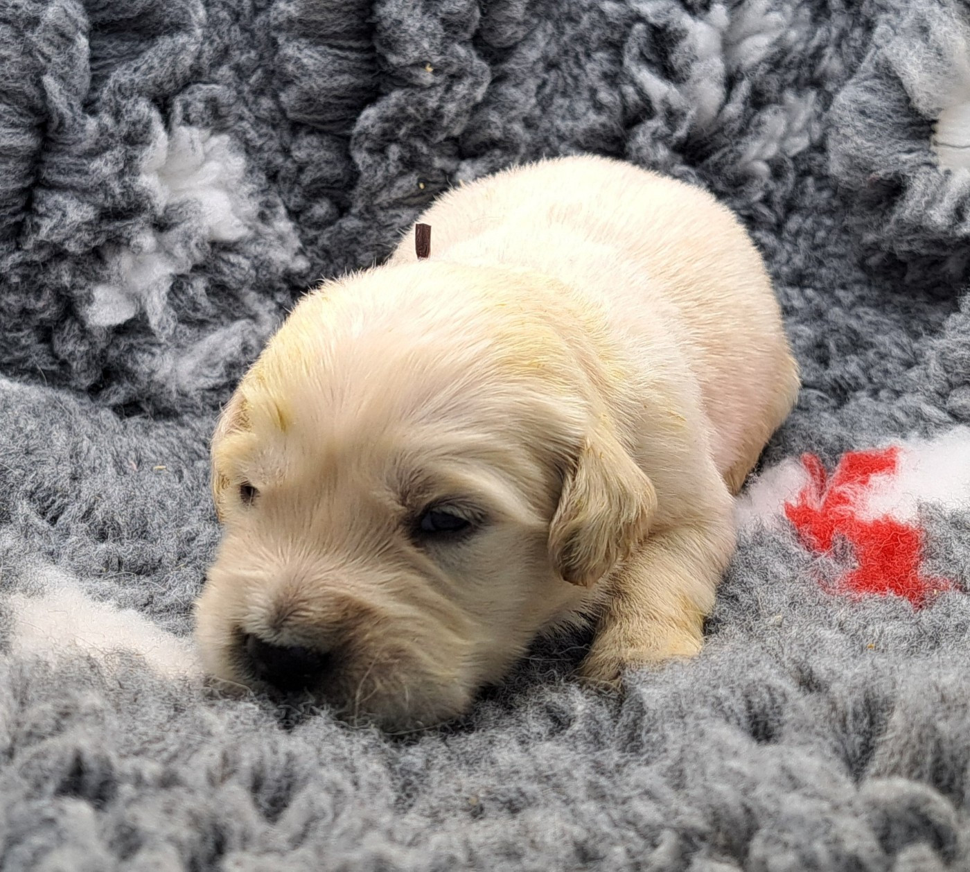 of Mayajoe's Dreams - Chiots disponibles - Golden Retriever