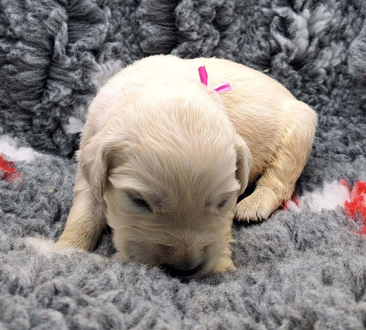 of Mayajoe's Dreams - Chiots disponibles - Golden Retriever