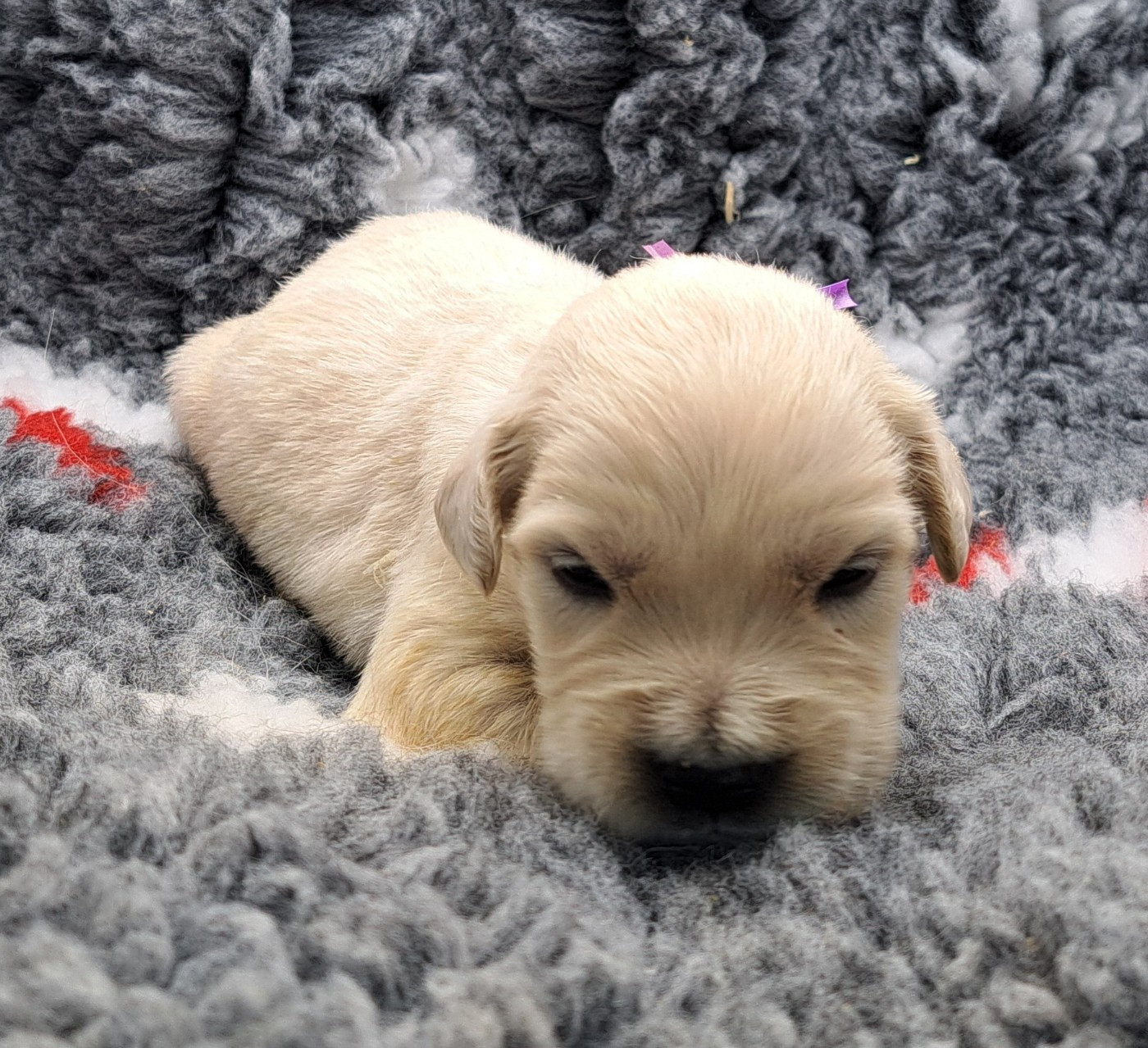 of Mayajoe's Dreams - Chiots disponibles - Golden Retriever