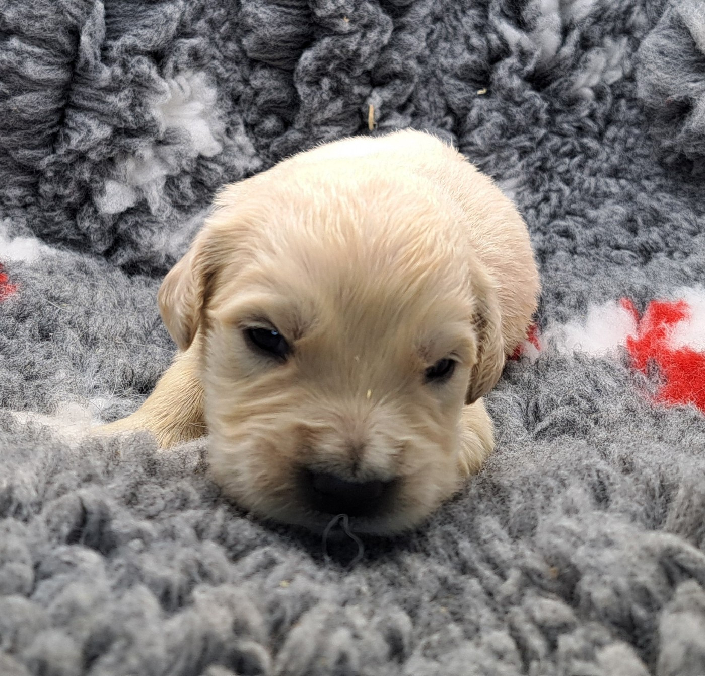 of Mayajoe's Dreams - Chiots disponibles - Golden Retriever