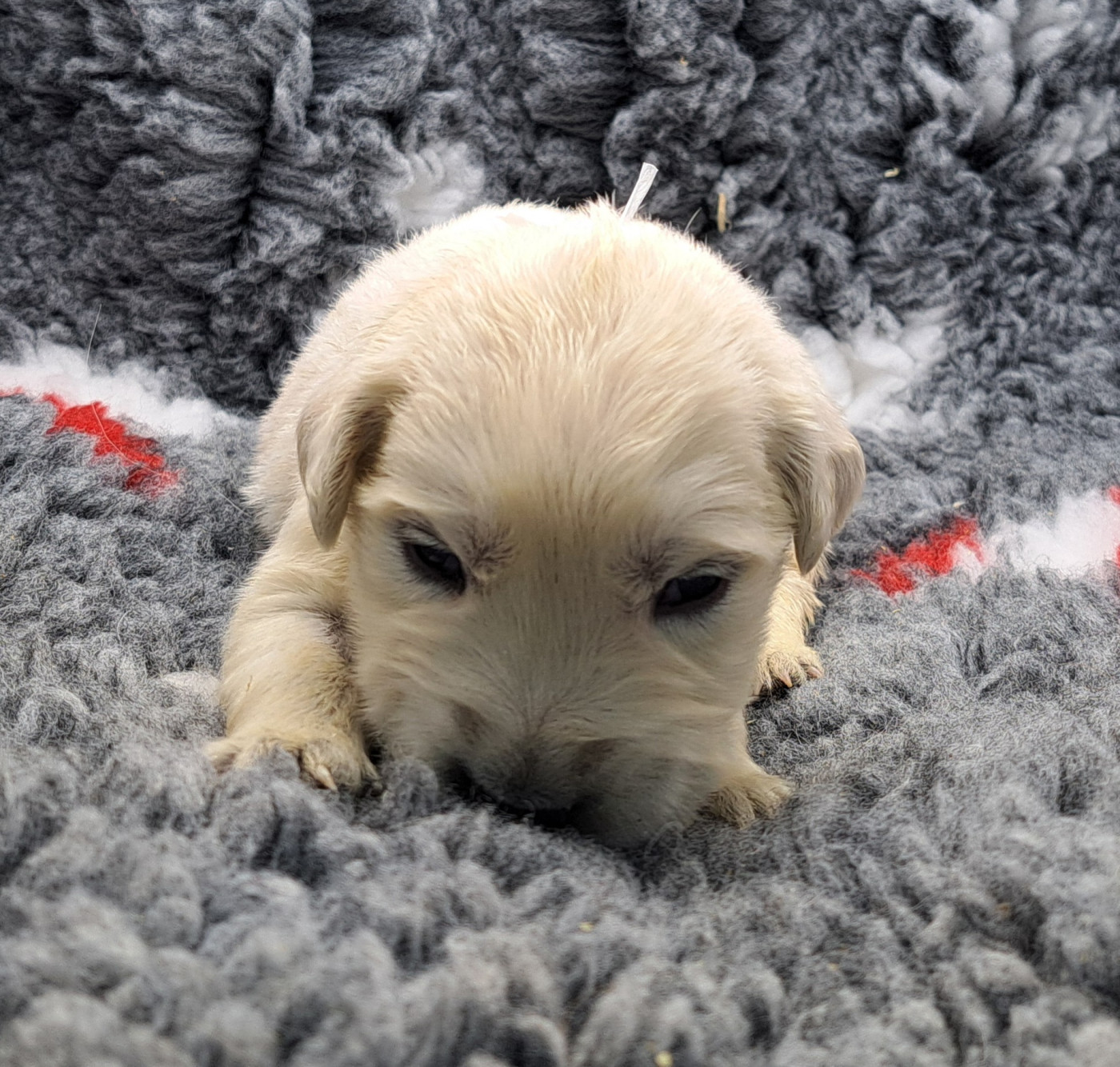 of Mayajoe's Dreams - Chiots disponibles - Golden Retriever