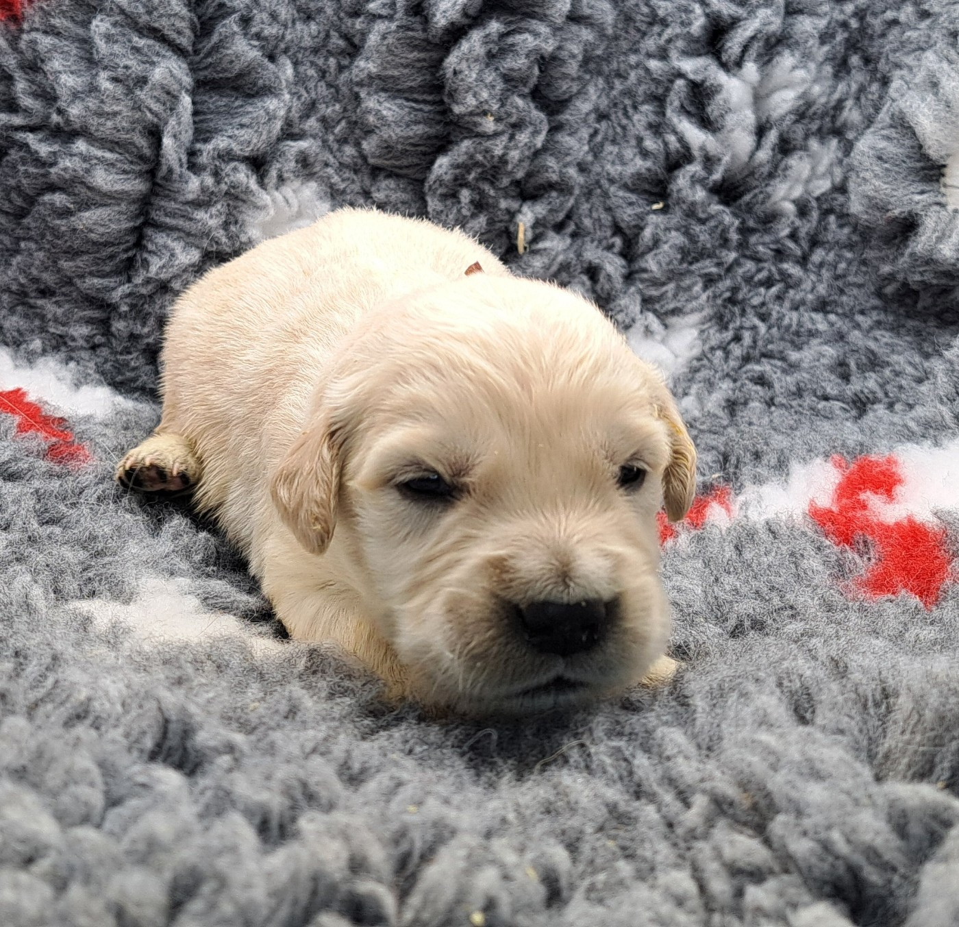 of Mayajoe's Dreams - Chiots disponibles - Golden Retriever