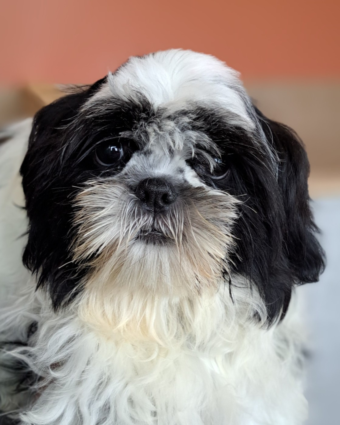 of Mayajoe's Dreams - Chiots disponibles - Shih Tzu
