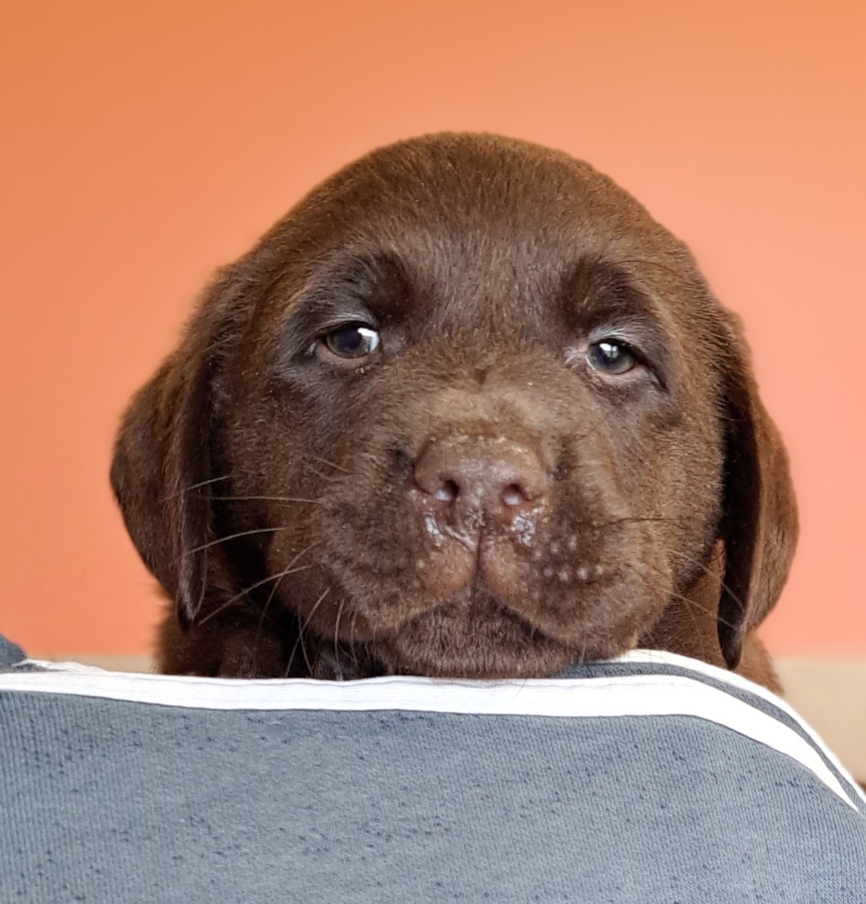 of Mayajoe's Dreams - Chiots disponibles - Labrador Retriever