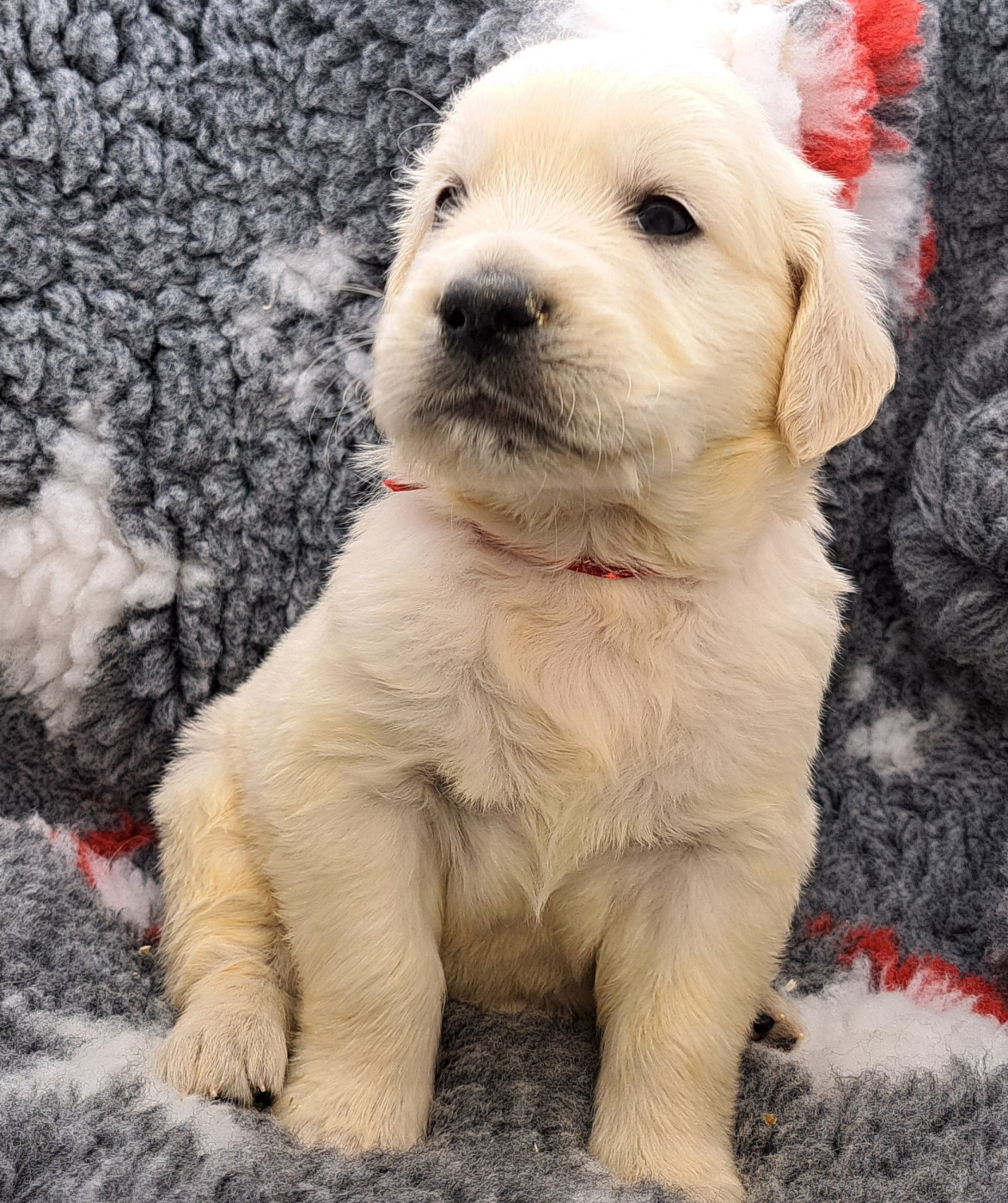 of Mayajoe's Dreams - Chiots disponibles - Golden Retriever