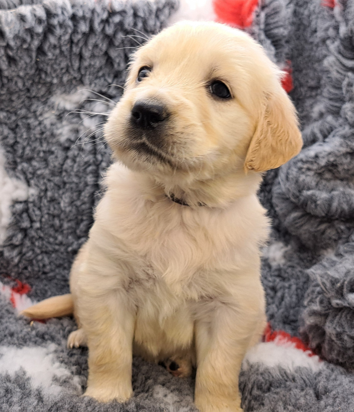 of Mayajoe's Dreams - Chiots disponibles - Golden Retriever