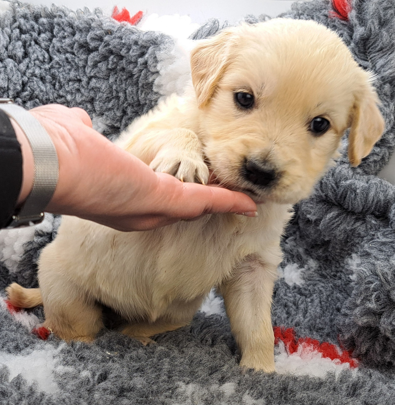 of Mayajoe's Dreams - Chiots disponibles - Golden Retriever