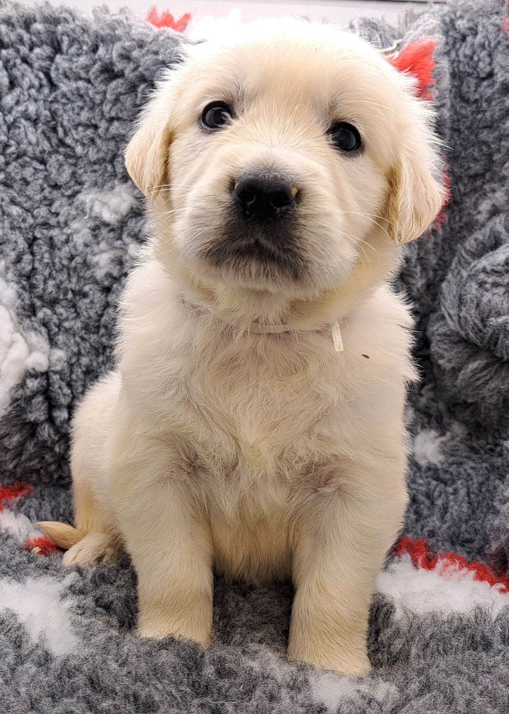 of Mayajoe's Dreams - Chiots disponibles - Golden Retriever