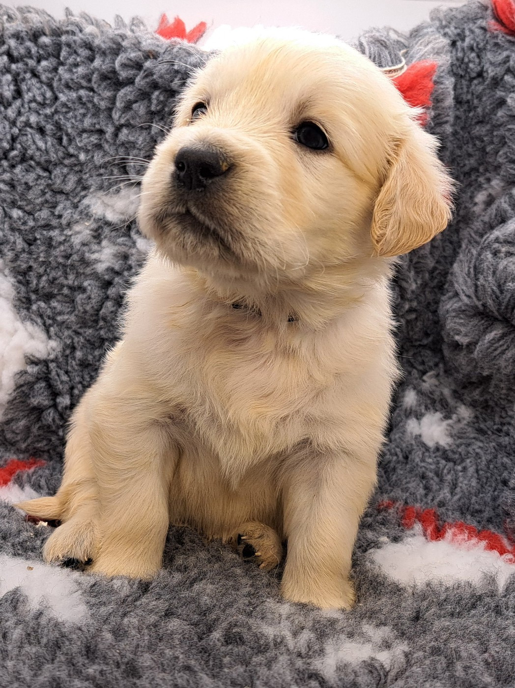 of Mayajoe's Dreams - Chiots disponibles - Golden Retriever