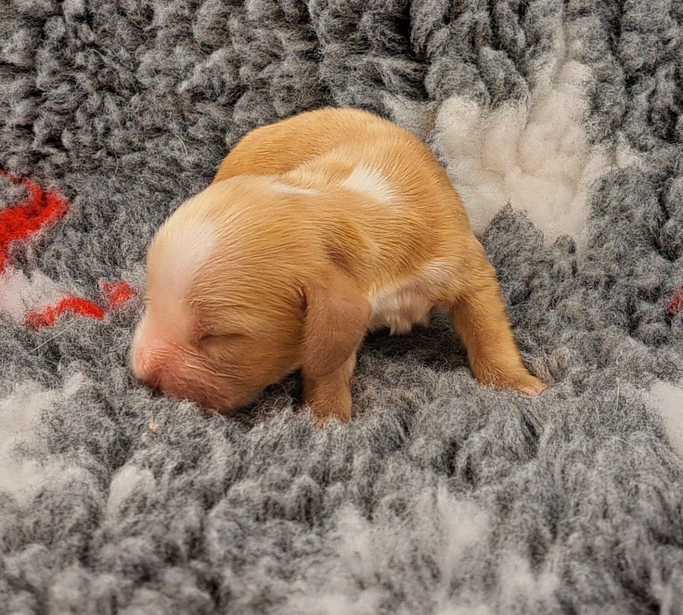 of Mayajoe's Dreams - Chiots disponibles - Cocker Spaniel Anglais
