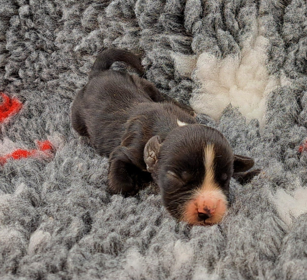 of Mayajoe's Dreams - Chiots disponibles - Cocker Spaniel Anglais