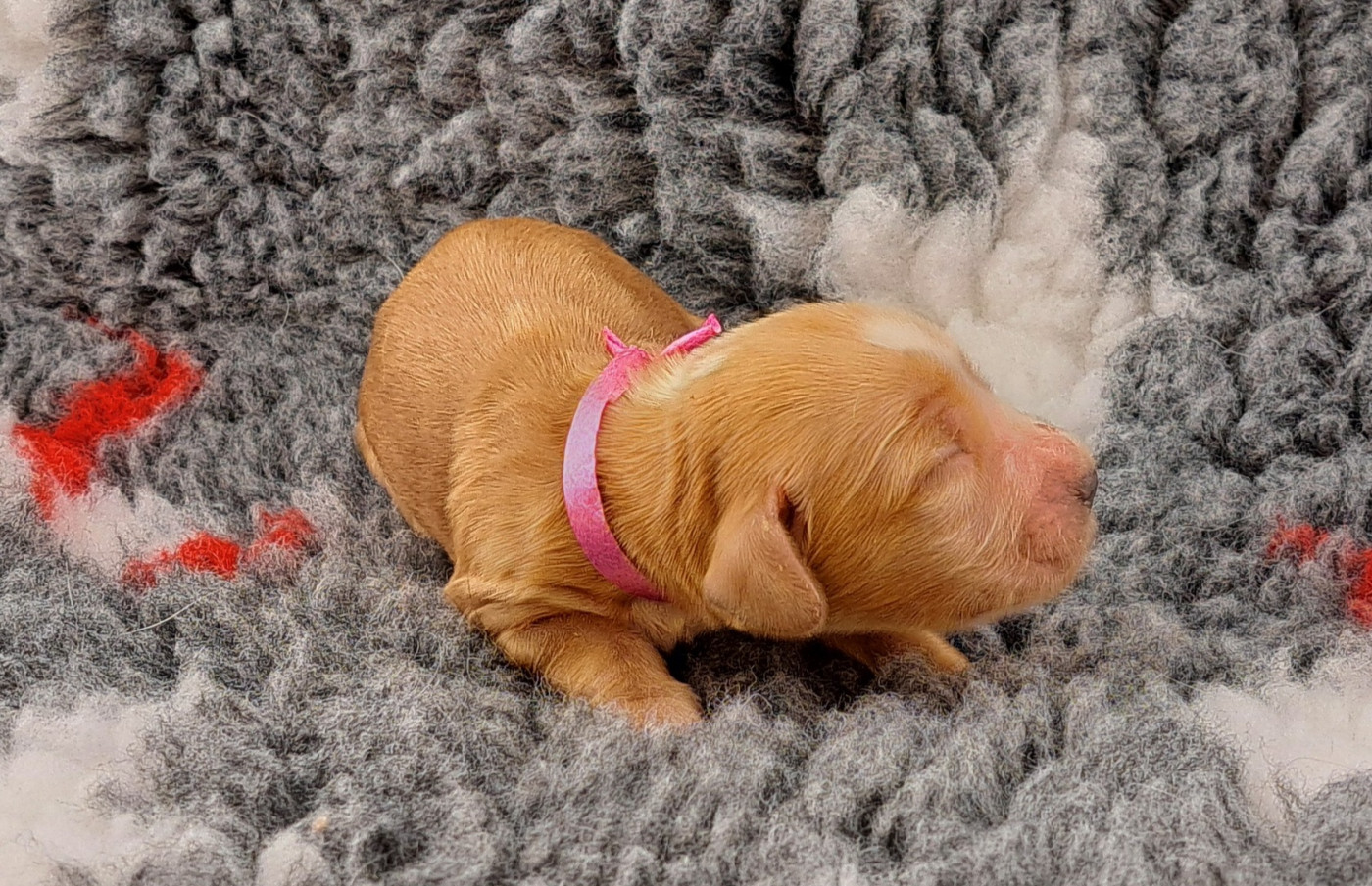 of Mayajoe's Dreams - Chiots disponibles - Cocker Spaniel Anglais