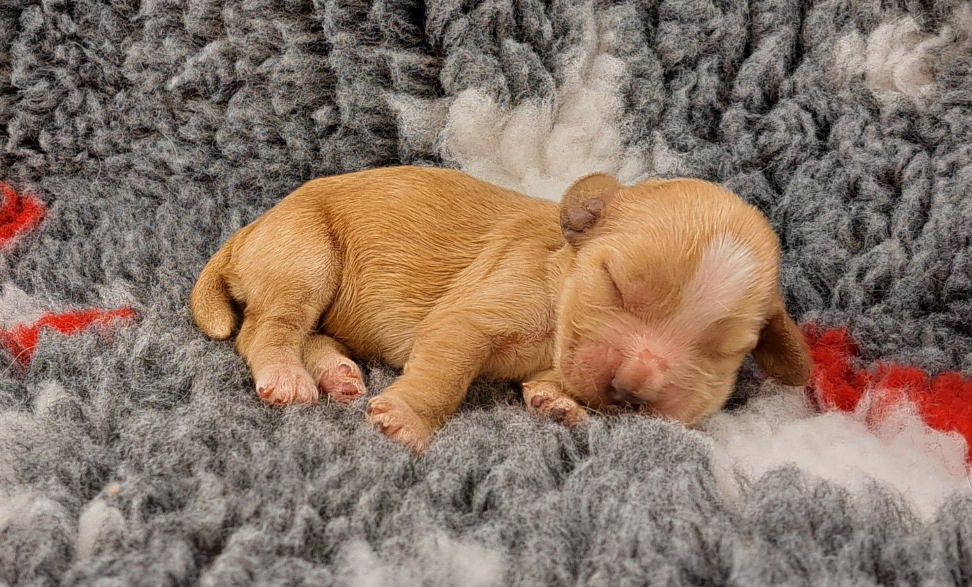 of Mayajoe's Dreams - Chiots disponibles - Cocker Spaniel Anglais
