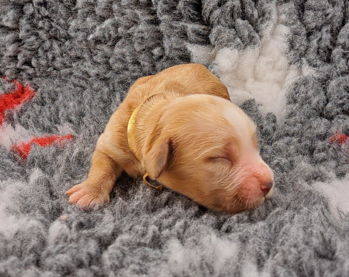 of Mayajoe's Dreams - Chiots disponibles - Cocker Spaniel Anglais