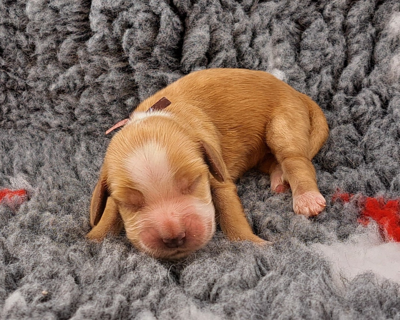 of Mayajoe's Dreams - Chiots disponibles - Cocker Spaniel Anglais