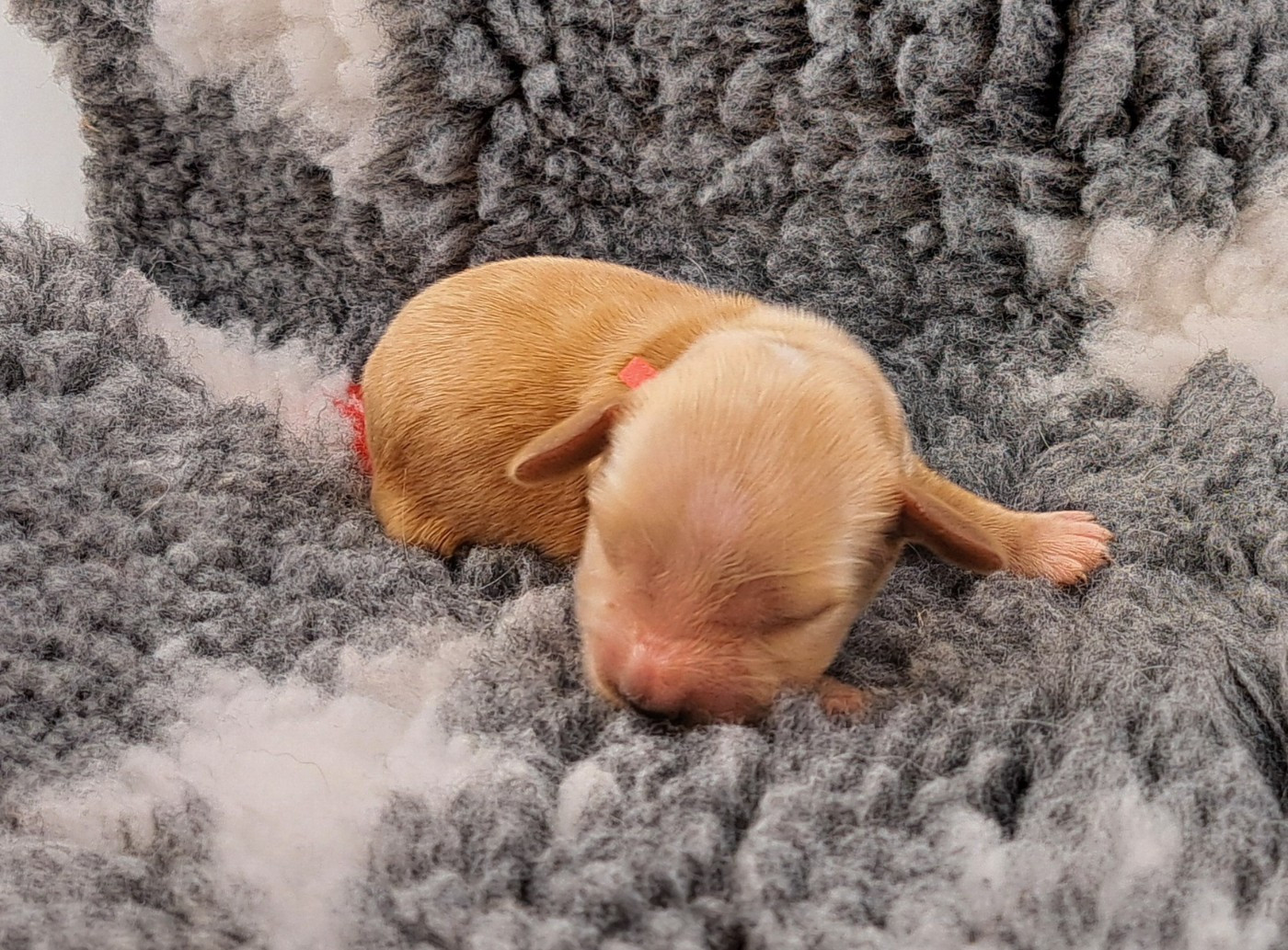 of Mayajoe's Dreams - Chiots disponibles - Cocker Spaniel Anglais