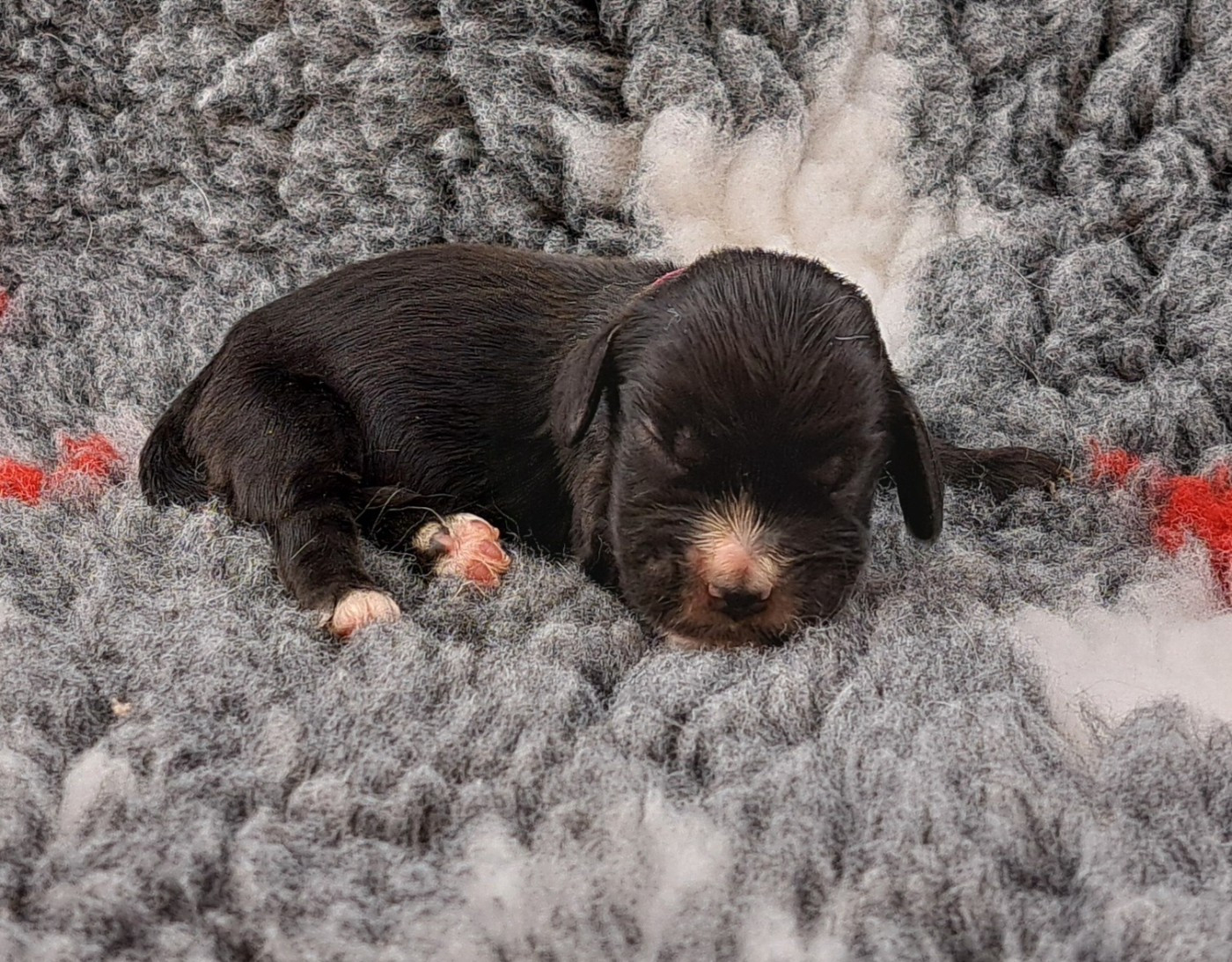 of Mayajoe's Dreams - Chiots disponibles - Cocker Spaniel Anglais